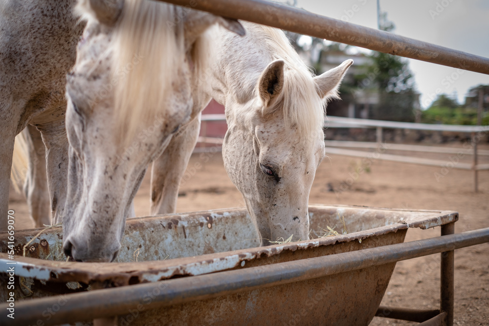 Fototapeta premium Close-up portrait of two beautiful white horses with grey spots eating from their stable manger outdoors on a sunny summer afternoon. Tenerife, Canary Islands, Spain