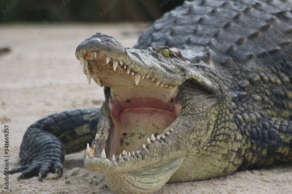 Obraz premium Crocodiles Okavango Botswana