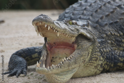 Crocodiles Okavango Botswana