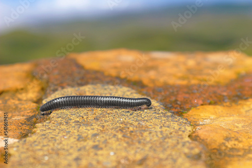 Bicho negro o bicho carretero, Canarias