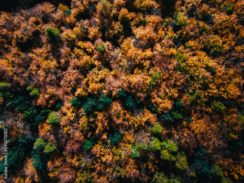 Aerial photo of forest in fall