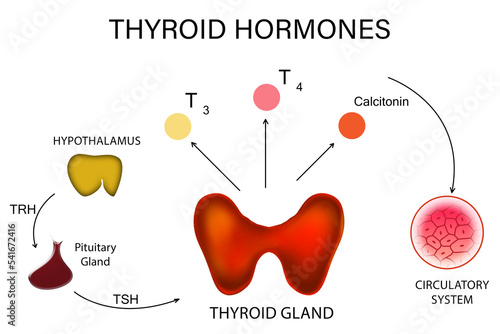 Medical poster with thyroid hormones image on white background