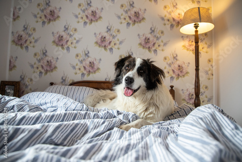 cute white dog in bed in vintage bedroom