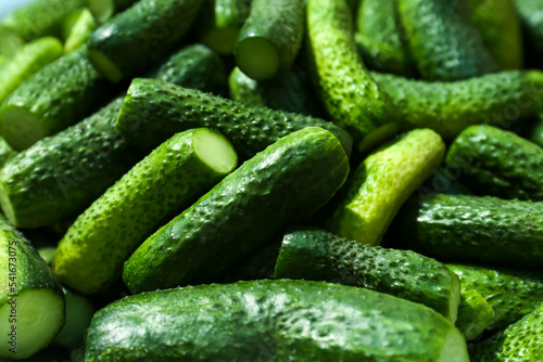 Many fresh ripe cucumbers as background  closeup. Pickling vegetables