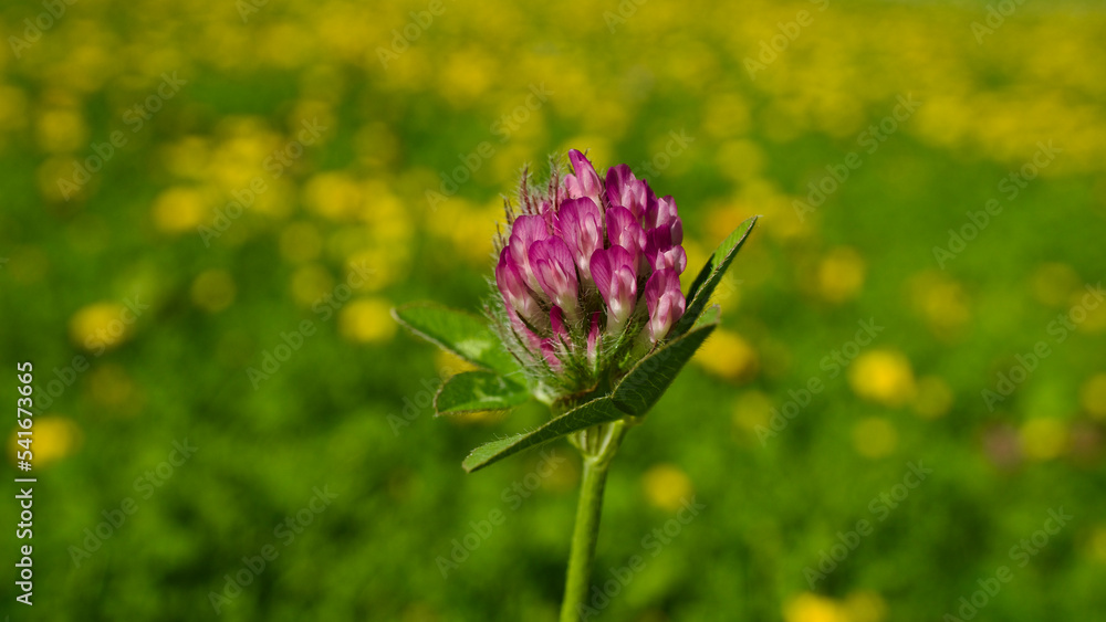 Spring flowers. Yellow field flowers blooming among green grass. Flowers blooming in nature. Focus is in the front. Selective focus close-up. Spring flowers. Yellow field flowers blooming among green grass. Flowers blooming in nature. Focus is in the front. Selective focus close-up.