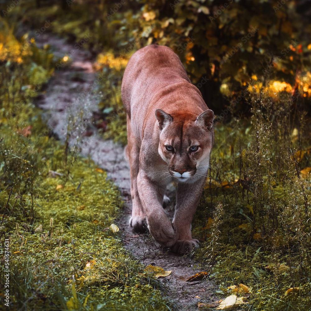 Naklejka premium Beautiful Canadian Puma in an autumn forest. Wildlife America. American big cat cougar - mountain lion. Wild big cat walks in the forest, scene in the woods