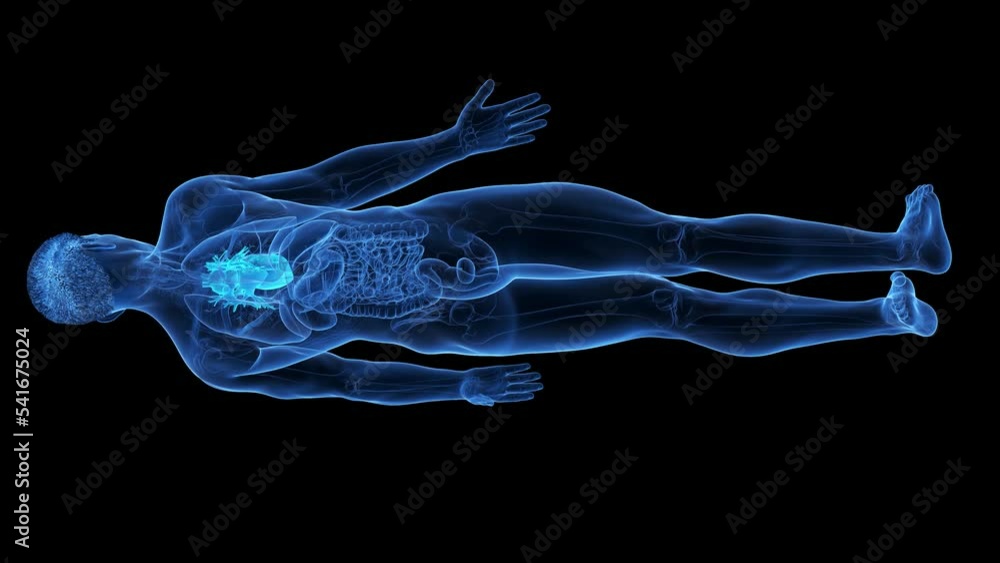 3d rendered medical animation of the human heart 3d rendered medical animation of the human heart