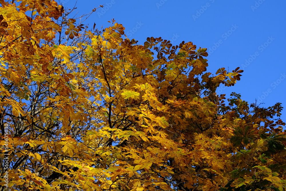 Autumn leaves on chestnut branches against a blue sky
