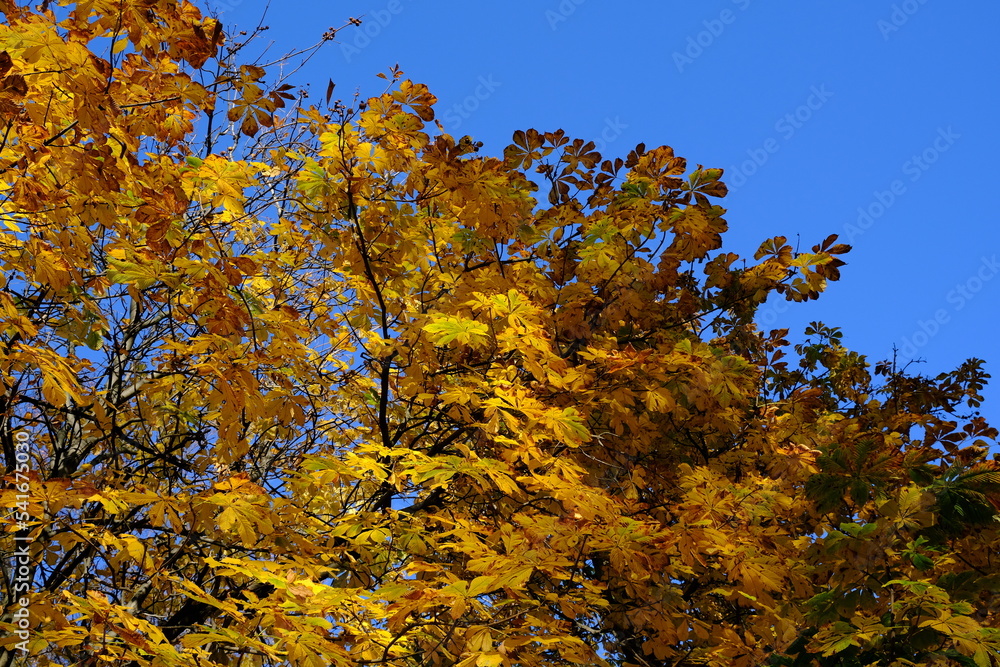 Autumn leaves on chestnut branches against a blue sky Autumn leaves on chestnut branches against a blue sky