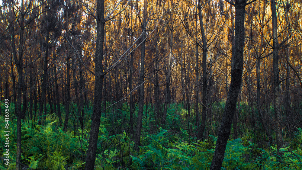 Forêt calcinée à Landiras, après le passage des incendies de l'été 2022