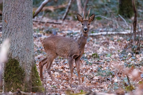 Startled red deer in a forest covered with cruchy fall leaves photo