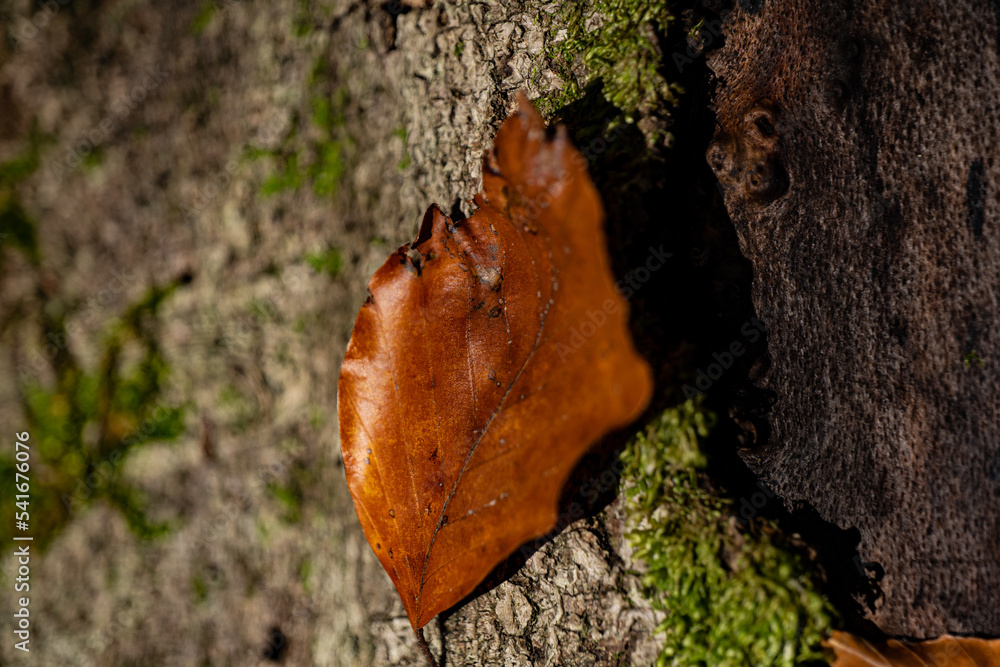 fallen leaf, autumn forest, macro photo fallen leaf, autumn forest, macro photo