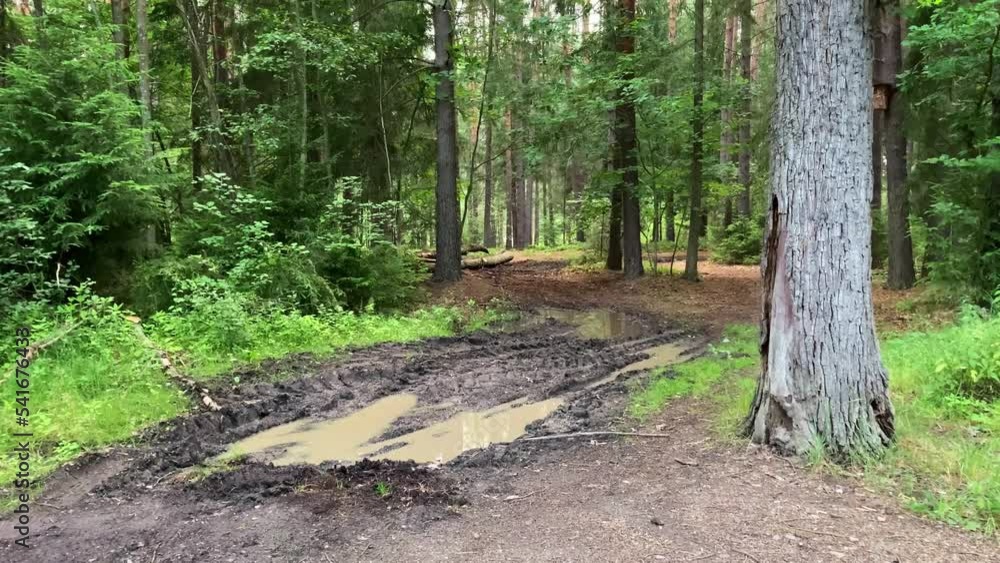Traces of the passage of heavy harvester. Logging. Truck. Traces of the passage of heavy harvester. Logging. Truck.
