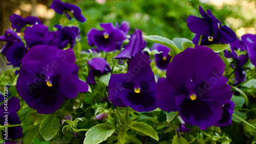 Garden flower in summer. Purple color flower. Purple violet.