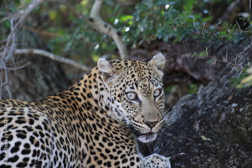 Leopard in Greater Kruger NP 