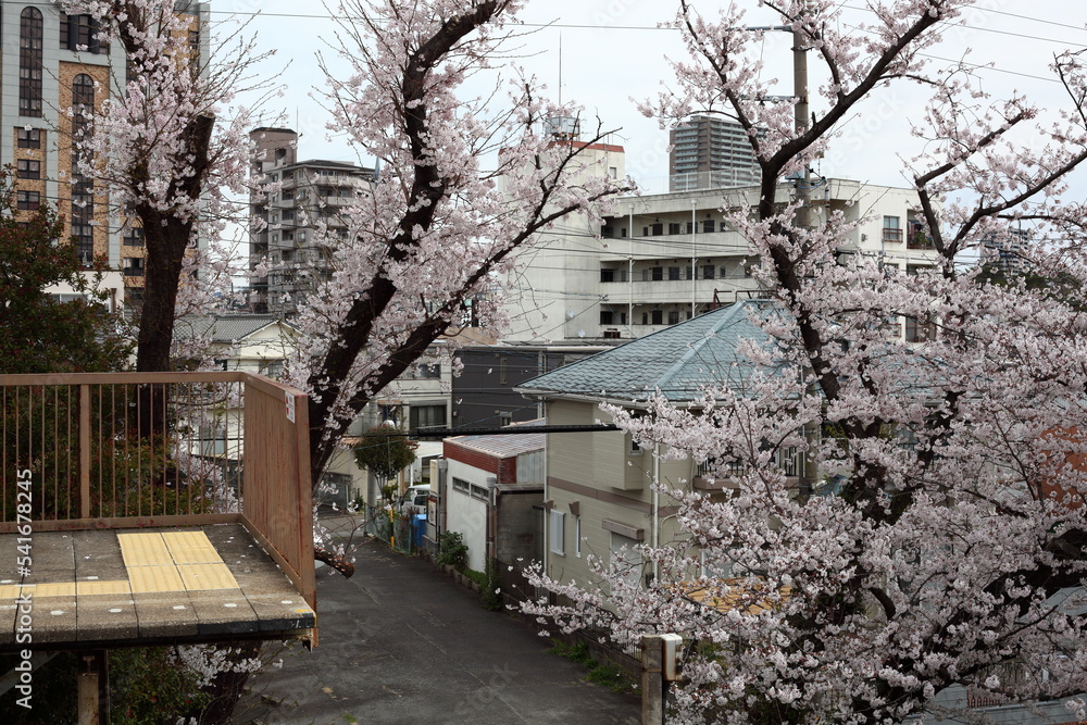 高架にある駅のホームから見える桜　