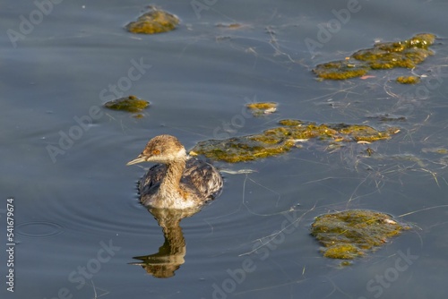 Australasian grebe (Tachybaptus novaehollandiae) on the water surface photo