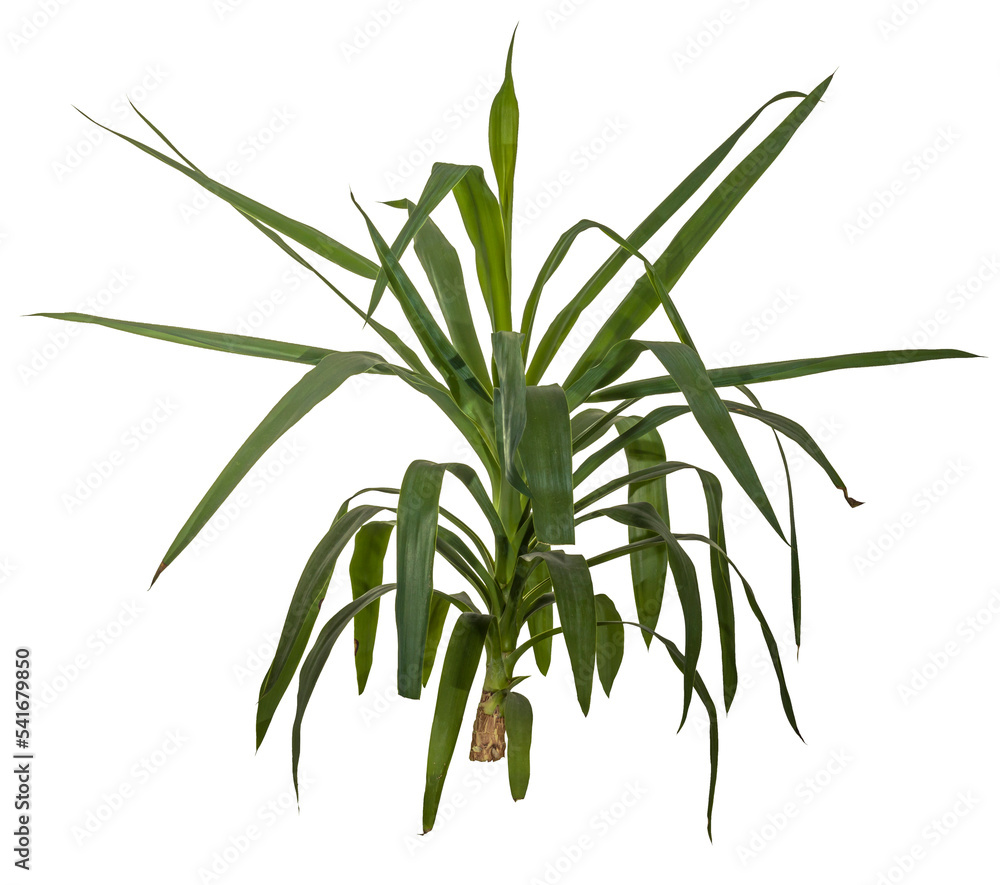 Obraz premium green leaves of yucca palm / yuca isolated on transparent background - png - image compositing footage - alpha channel 