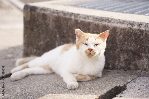 男木島の猫