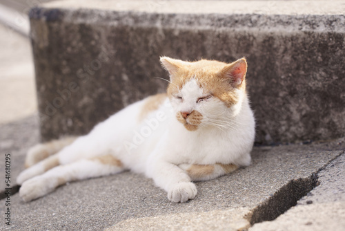 男木島の猫