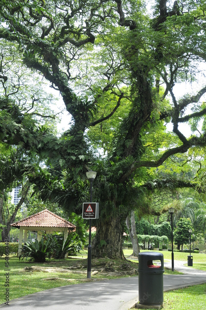 Big Tree Tropic Rain Forest, City Park