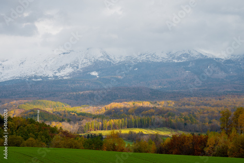 秋の色づいた森と冠雪の山並み 十勝岳連峰 