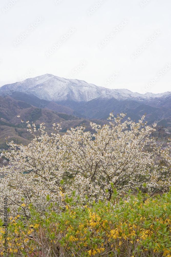 Oshima cherry blossoms in full bloom, yellow golden bells, and Mt. Ooyama covered with a thin layer of white snow