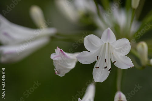 満開の白いアガパンサスの花 