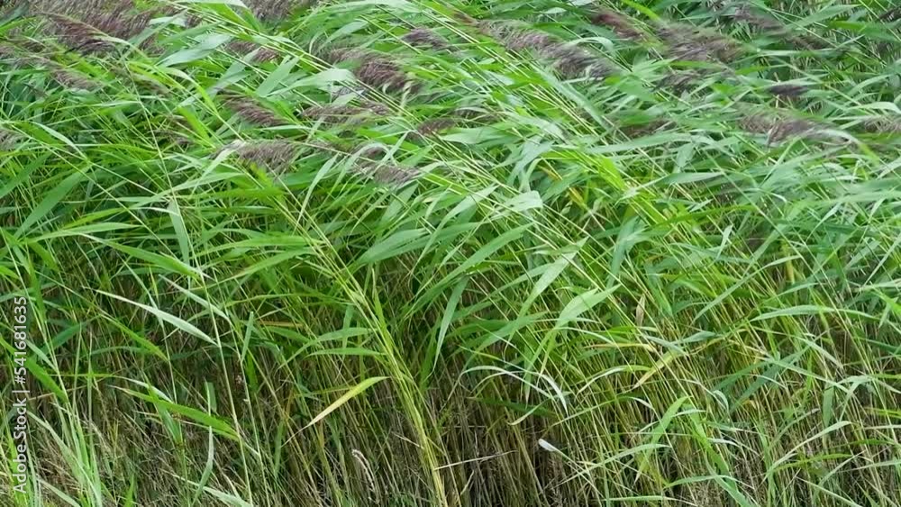 Slowmotion shot of tall grass swaying in the wind Slowmotion shot of tall grass swaying in the wind