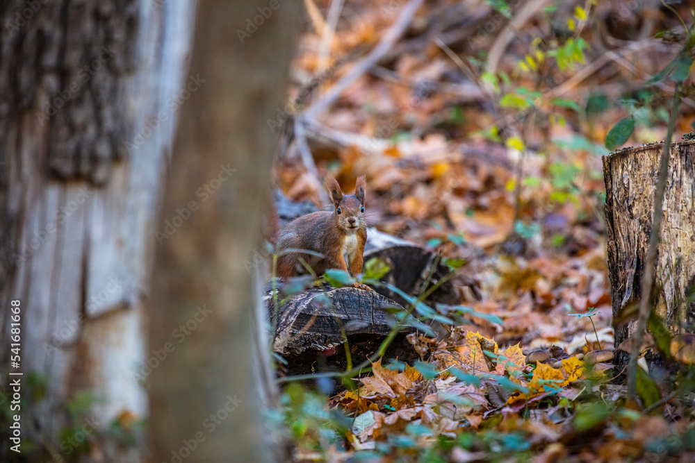 squirrel preparing for winter squirrel preparing for winter