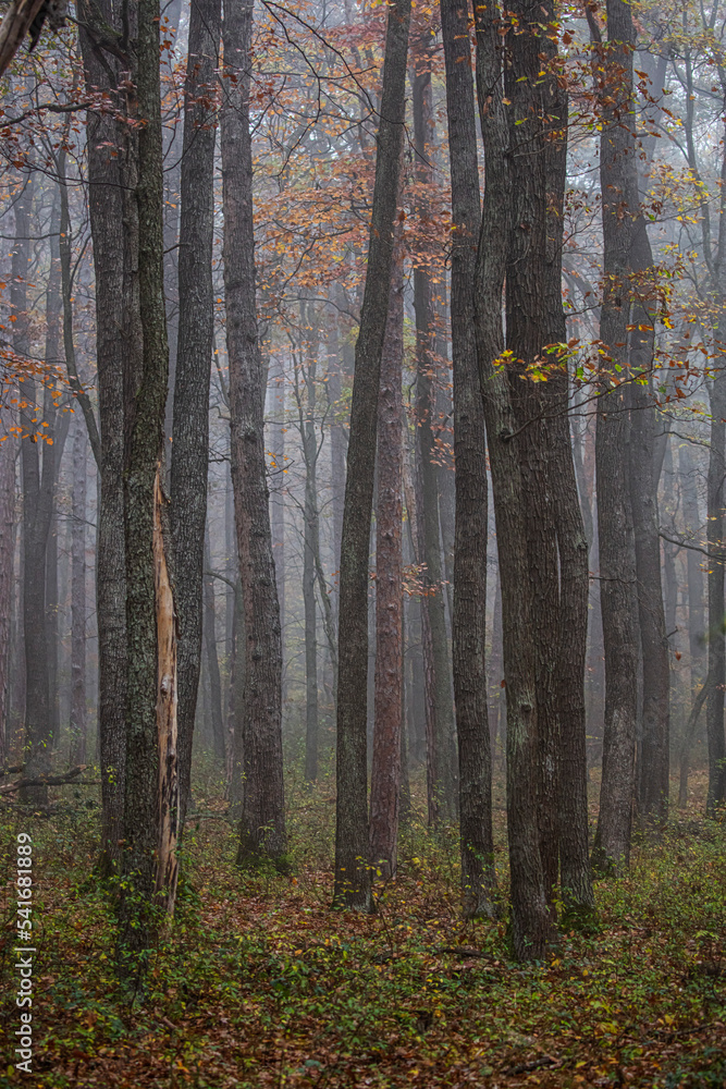 Fototapeta premium misty autumn forest