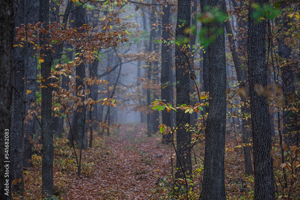 Fototapeta premium misty autumn forest in the morning