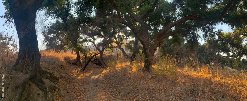 Fototapeta premium Cheeseboro Canyon, Agoura Hills, California