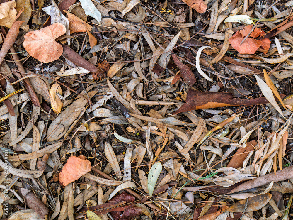 Beautiful nature's feast offered by earthy colored leaves and eucalyptus bark top view. An autumn and winter background.