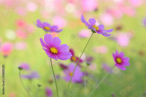 満開に咲きそろったコスモス © 峰雄 山盛