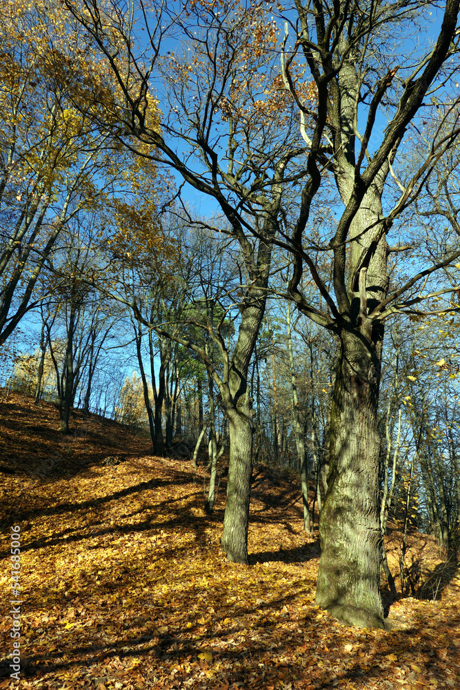 Obraz premium Rural landscape with hill in the park with oaks and other trees and yellow fallen leaves on the ground in golden autumn period