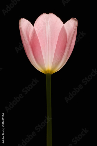 A pink Tulip isolated on black 