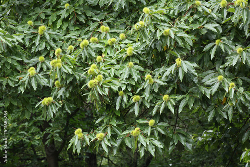 Sweet Chestnuts growing on their tree
