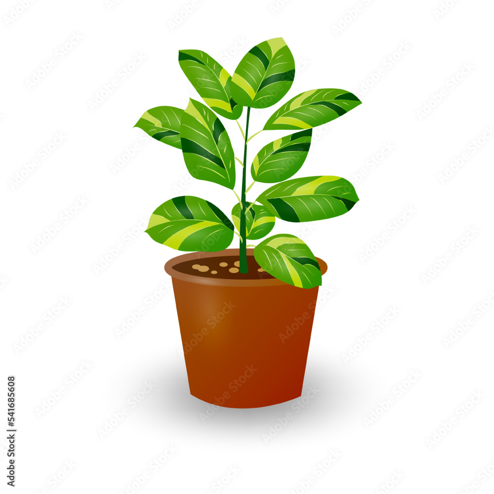 Fototapeta premium Ficus plant in pot isolated on white background. Decorative plant for home interior or office. Room flower. Vector illustration.