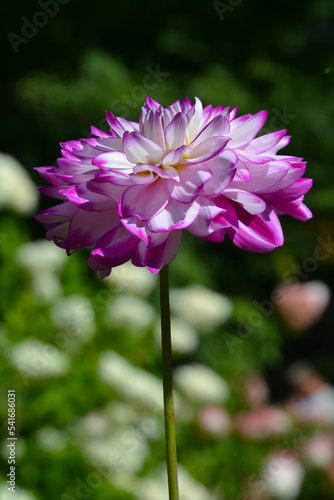 Dahlia Georginia beautiful flower closeup. Macro of single gently violet Dahlia hybrida. 