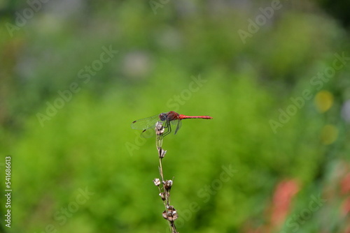 The ruddy darter (Sympetrum sanguineum), a species of dragonfly of the family Libellulidae. The male ruddy darter sitting on the dry tiny branch of a plant. Macro insect photography. Selective focus