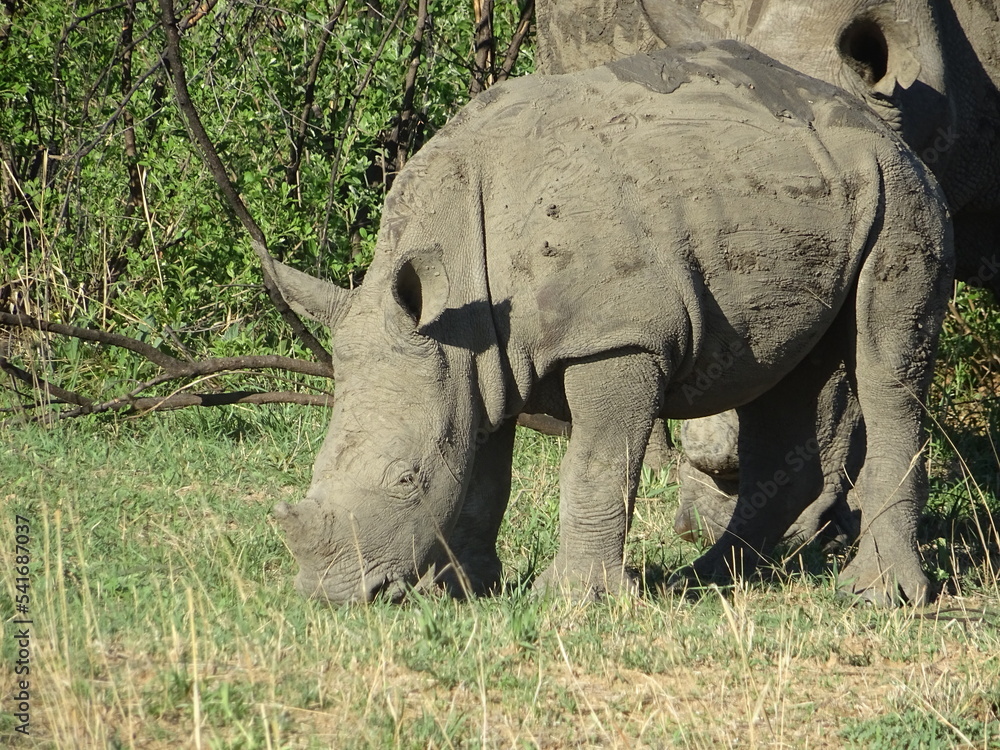 Fototapeta premium Rhinoceros