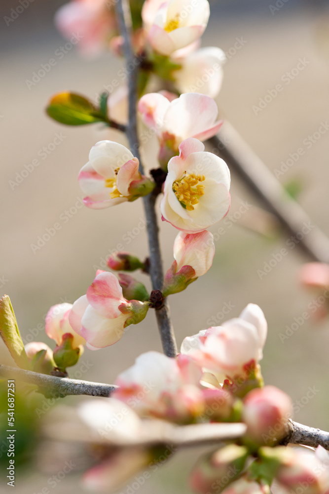 Fototapeta premium 木瓜の花