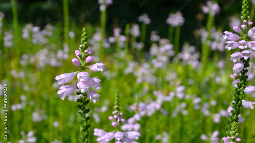 Physostegia virginiana, the obedient plant, obedience or false dragonhead Physostegia virginiana, the obedient plant, obedience or false dragonhead