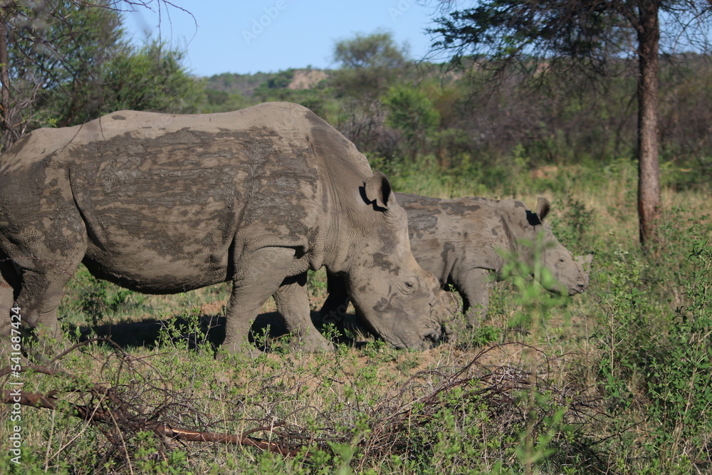 Fototapeta premium Rhinoceros Botswana
