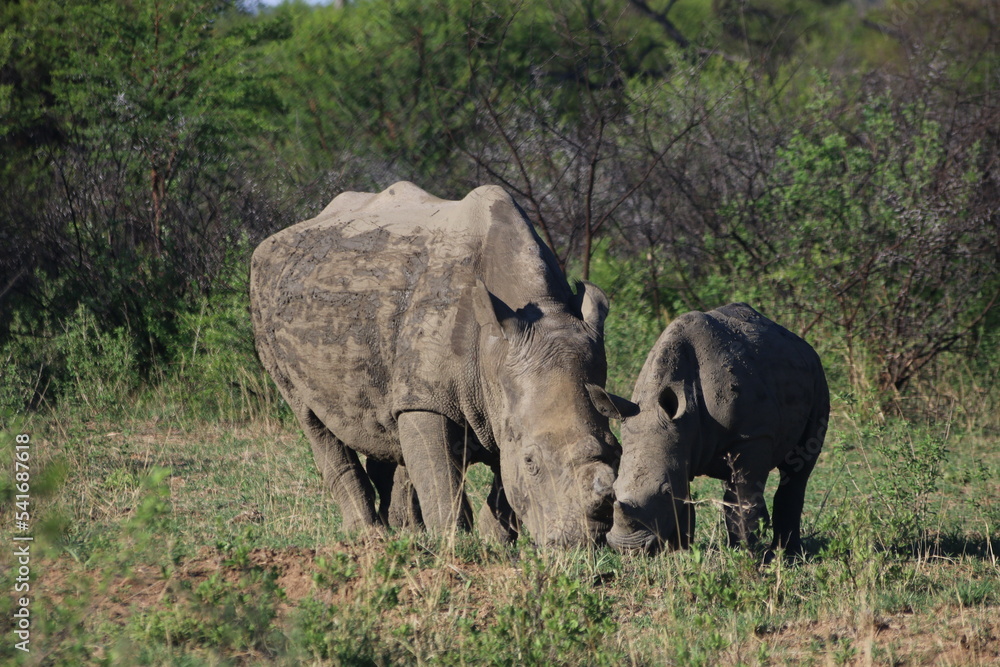 Fototapeta premium Rhinoceros Botswana