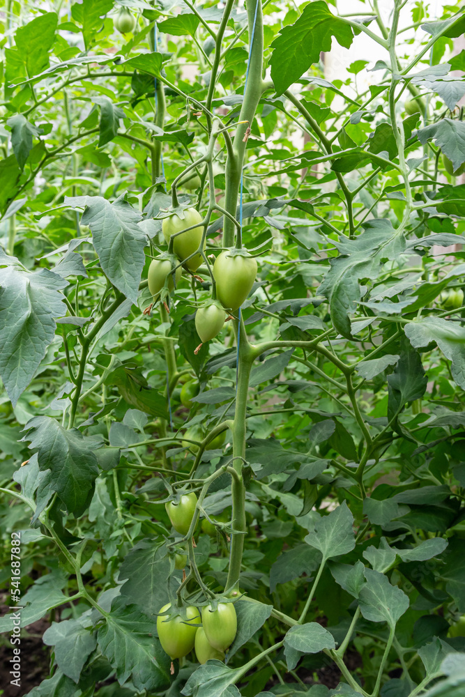 Fototapeta premium A bunch of green tomatoes on a bush. Tomatoes ripen in the garden. Bush with green tomatoes. Lots of tomatoes on the bush