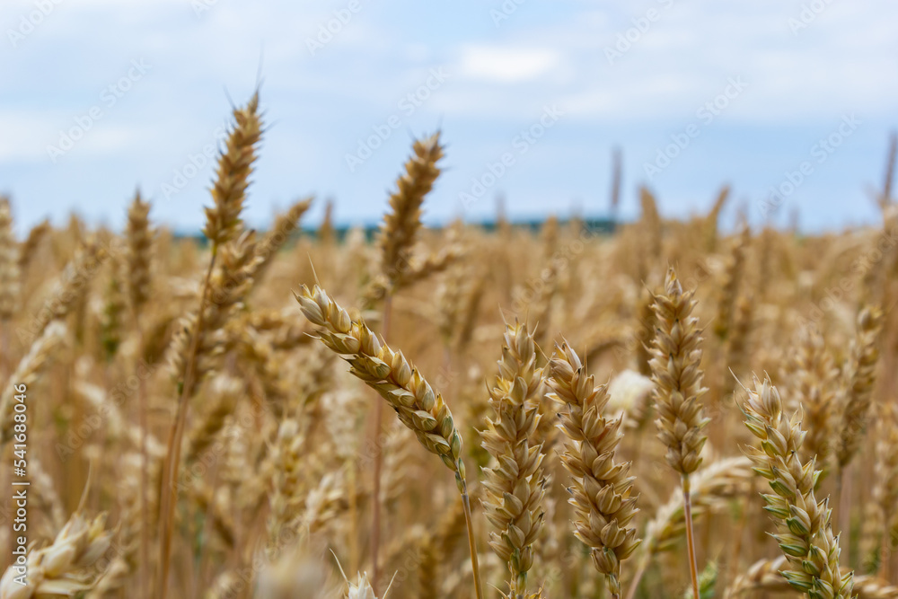 field of golden wheat and blue sky, agricultural field field of golden wheat and blue sky, agricultural field