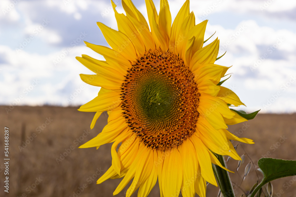 Fototapeta premium agricultural field with young sunflower at the beginning of flowering