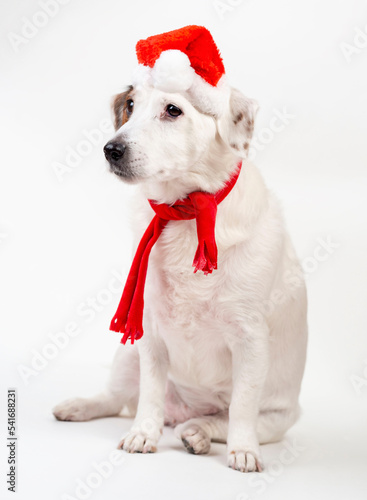 Portrait of a dog in a Santa hat. Concept of the New Year and Christmas. © Наталья Майшева